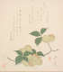 Delicate illustration of a branch of pale plums and green leaves below columns of calligraphy.