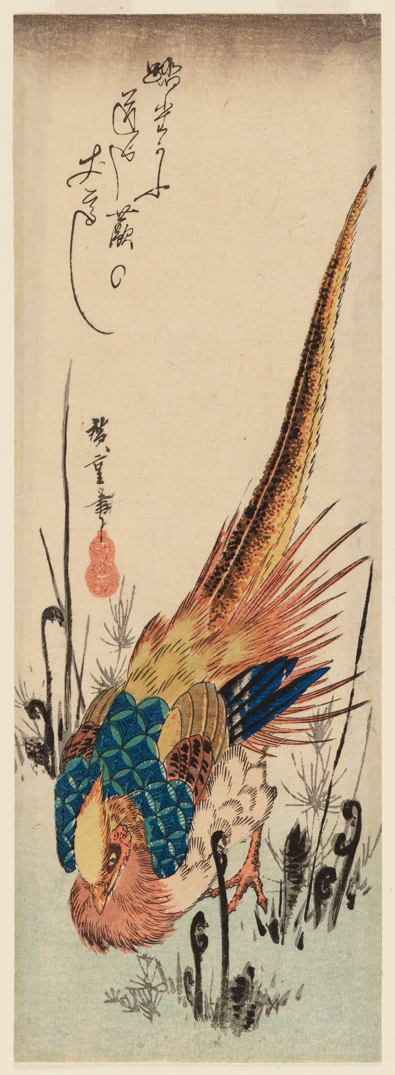 Vertical composition showing a bird with blue, orange and yellow plumage and a long, arched tail, bent forward amid sparse dark grass.