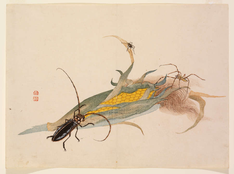 Woodblock print featuring a beetle climbing onto a vibrant yellow ear of corn, a smaller one on the muted green leaves, and a spider perched on the brown husk.