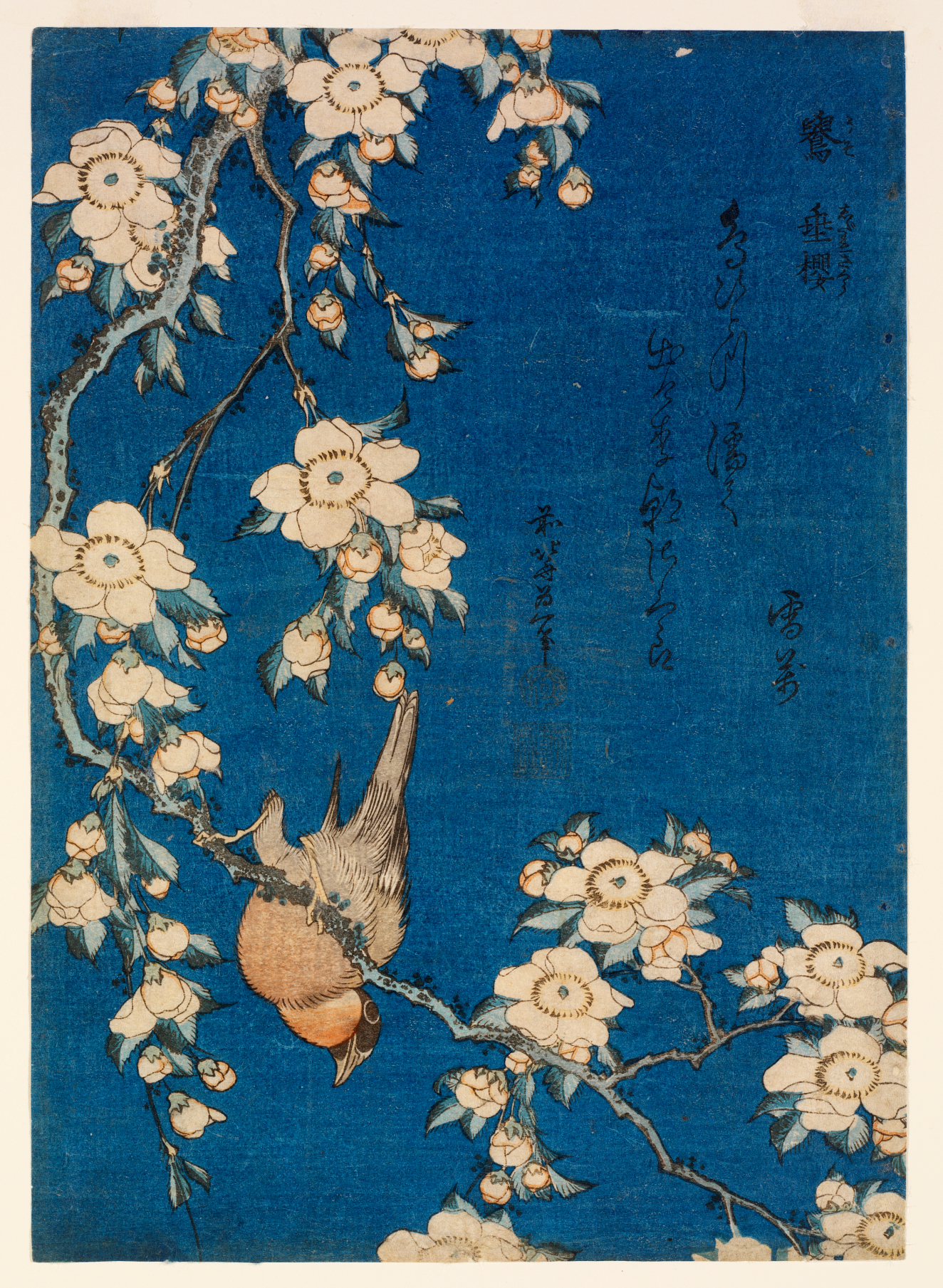 A print depicting a small bird looking down from a blossoming branch, framed by cascading white blossoms set against a deep blue background.