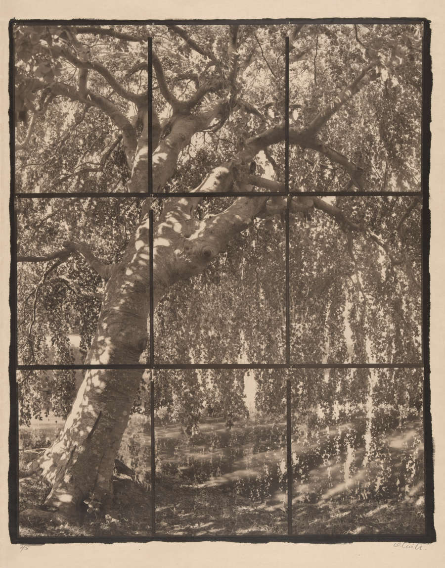 Monochromatic photographic print of a leafy, slanted, tall tree with large hanging leaves touching the floor. It is split into a 3 by 3 grid.