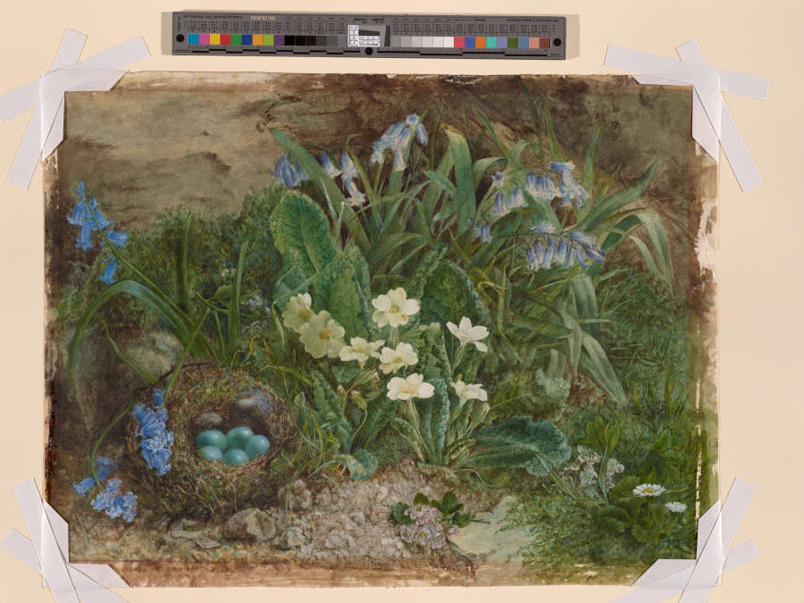 A watercolor drawing of bluebells and white primroses surrounded by lush green leaves and grasses. In the front left of the image there is a nest full of blue eggs.