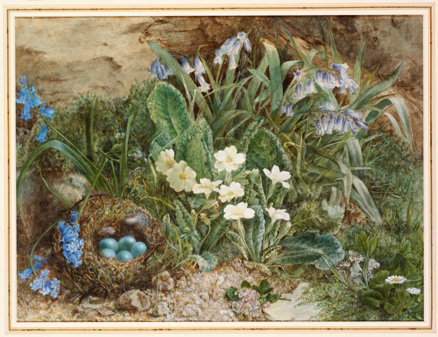 A watercolor drawing of bluebells and white primroses surrounded by lush green leaves and grasses. In the front left of the image there is a nest full of blue eggs.