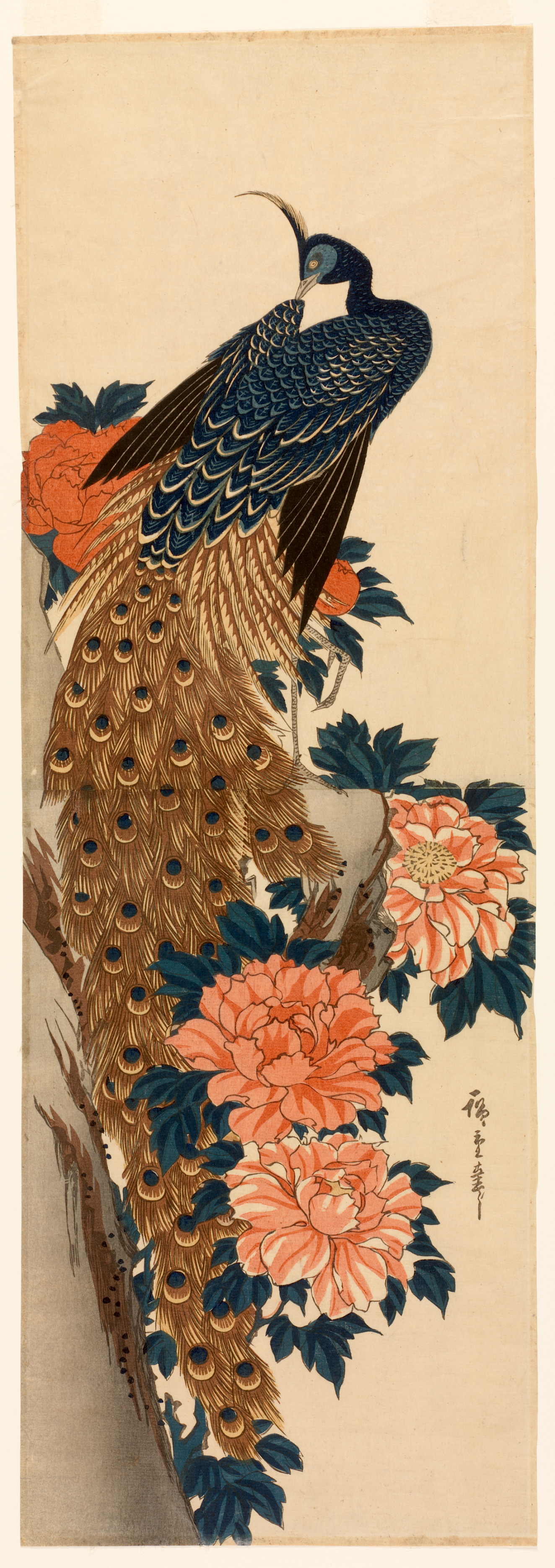 A peacock with a long, patterned brown tail perched on a gnarled branch among large, blooming peonies in bright pink.