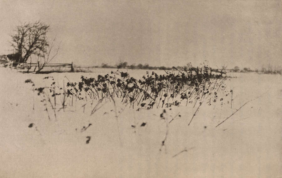 A black and white winter landscape with scattered plants in snow with a lone tree near a wooden fence off to the distant left.