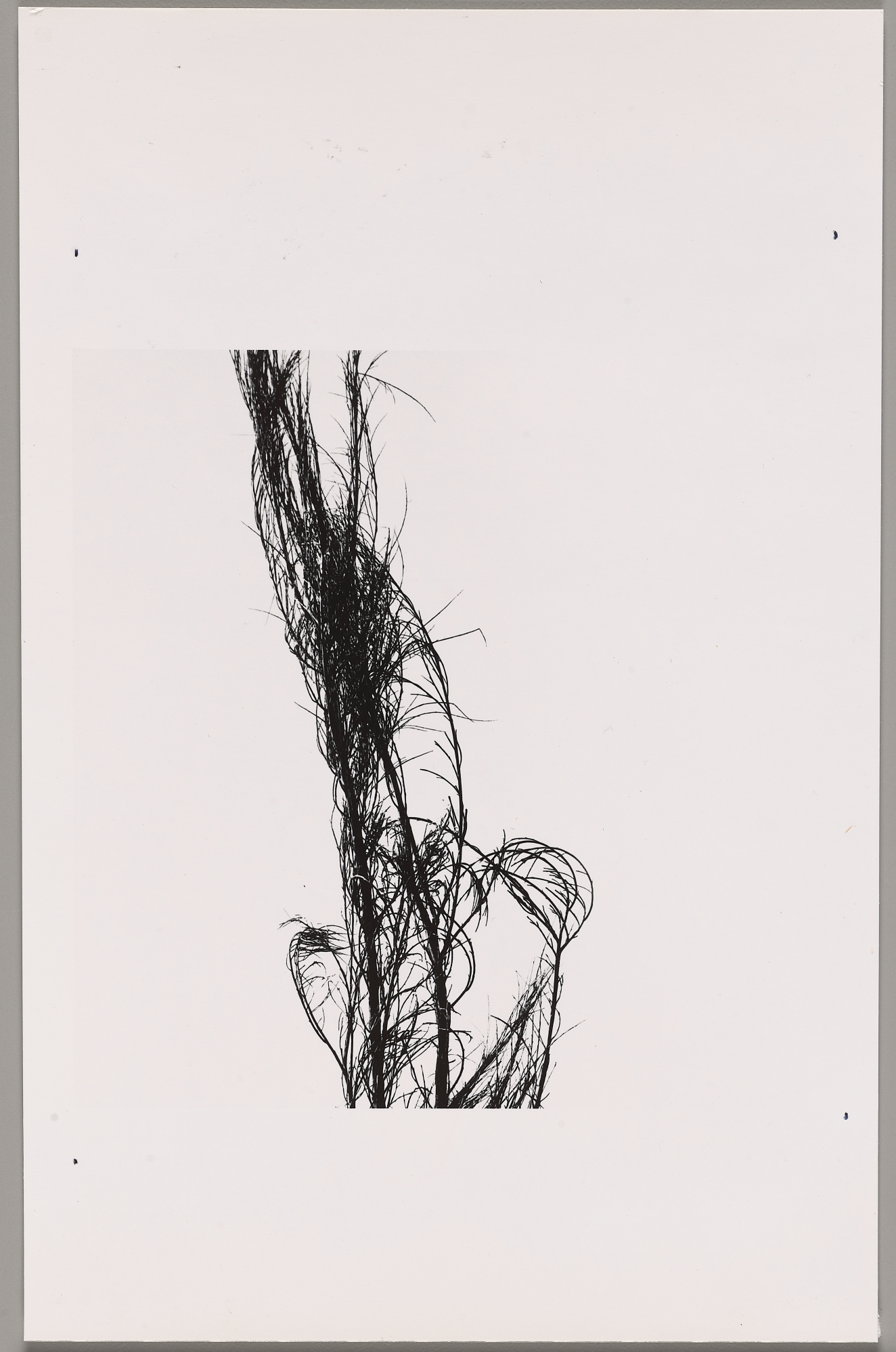 A vertical tangle of black, windswept grass-like blades rising and twisting against a stark white background. 