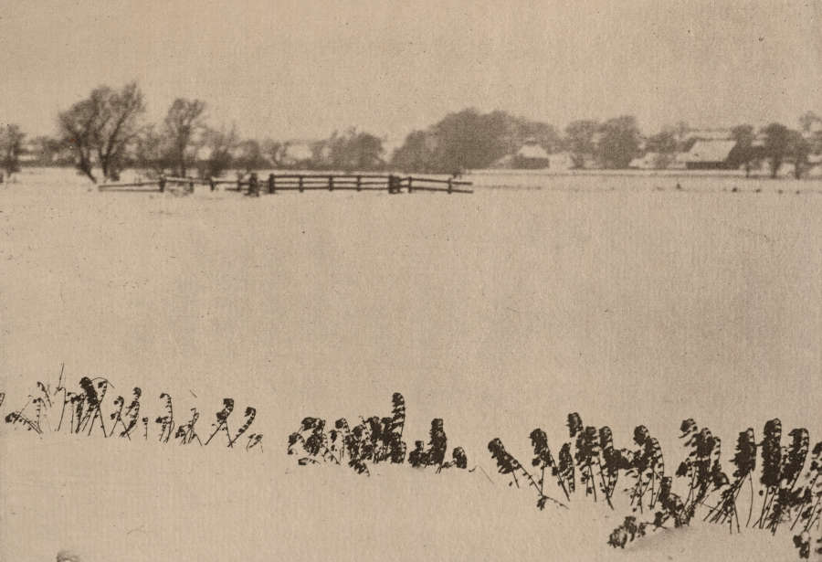 A black and white image depicting a landscape with sparse plants poking through snow in the foreground, a fence in the middle ground and distant trees and houses.