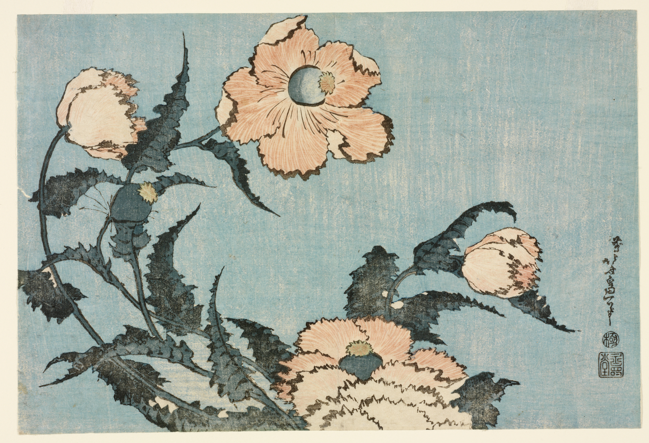 Blooming pale pink poppies with jagged dark leaves curving across a light blue background, accented by calligraphy along the right edge of the composition.