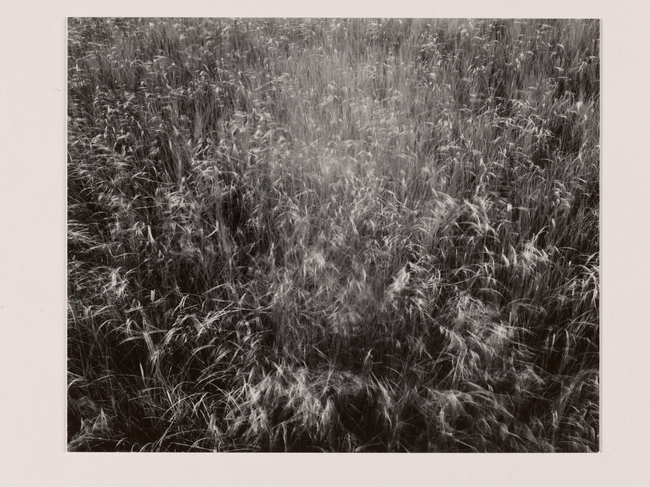 Black and white photograph looking down onto the tops of tall swaying field grass, the blades of grass make bright soft lines on a dark background, lighter in the center of the field.
