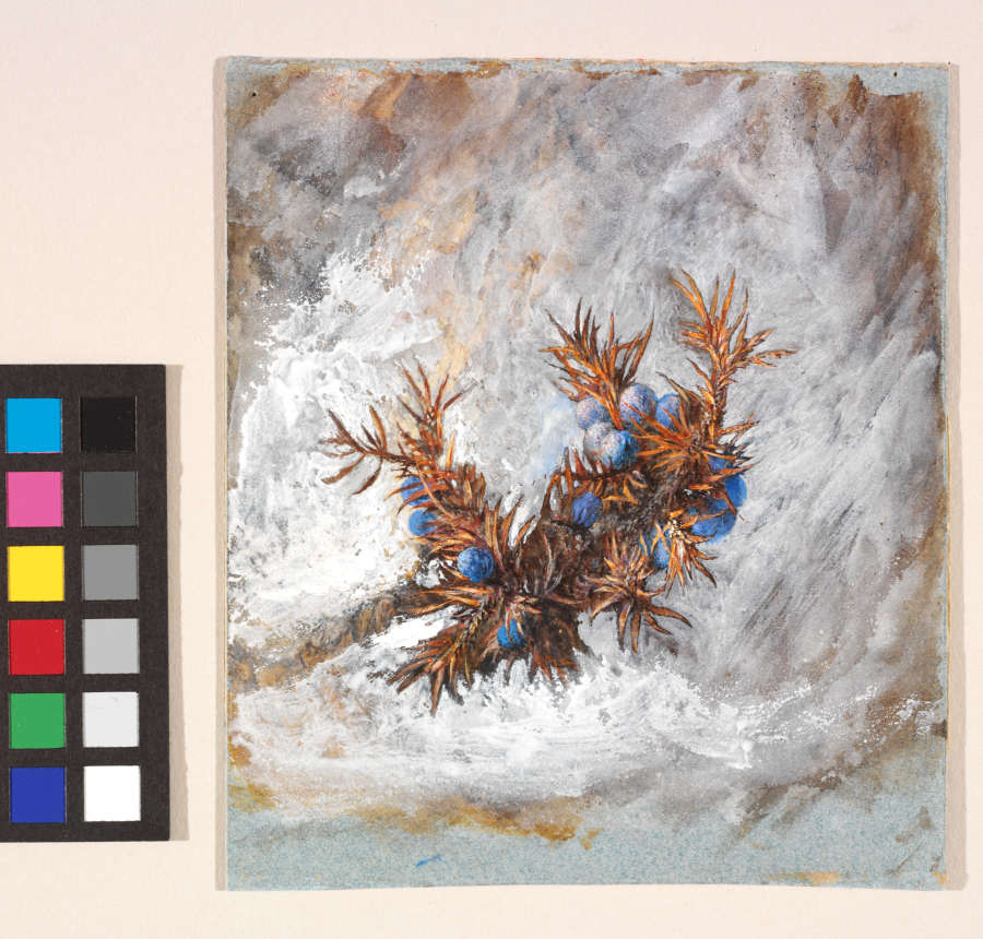 A finely detailed watercolor study of blue juniper berries and orange leaves. The spray sits in the middle of white background with vigorous brushstroke marks visible.