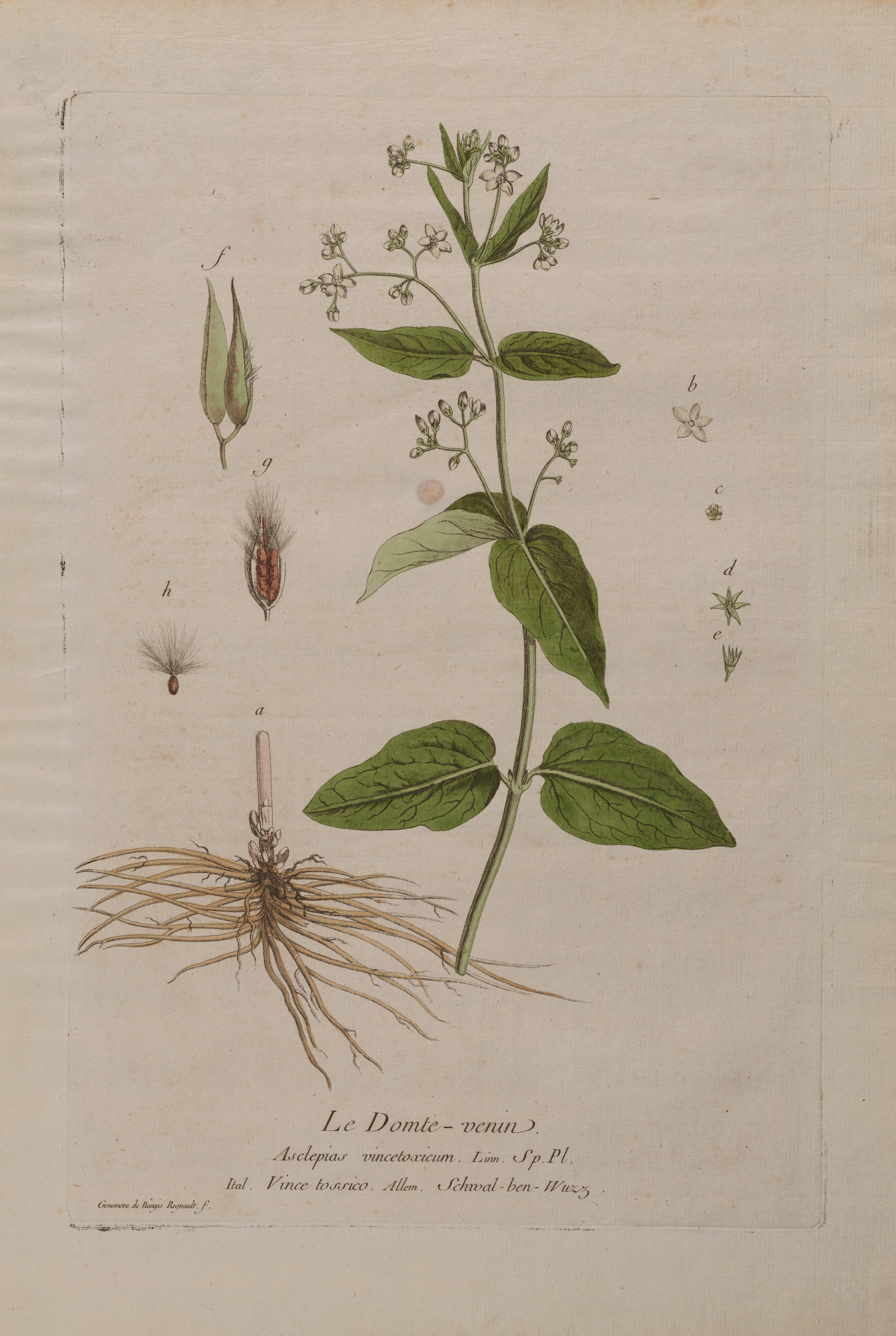 A botanical illustration of a green tall, leafy-stemmed plant with delicate white flowers, magnified seed structures, and exposed root system. 