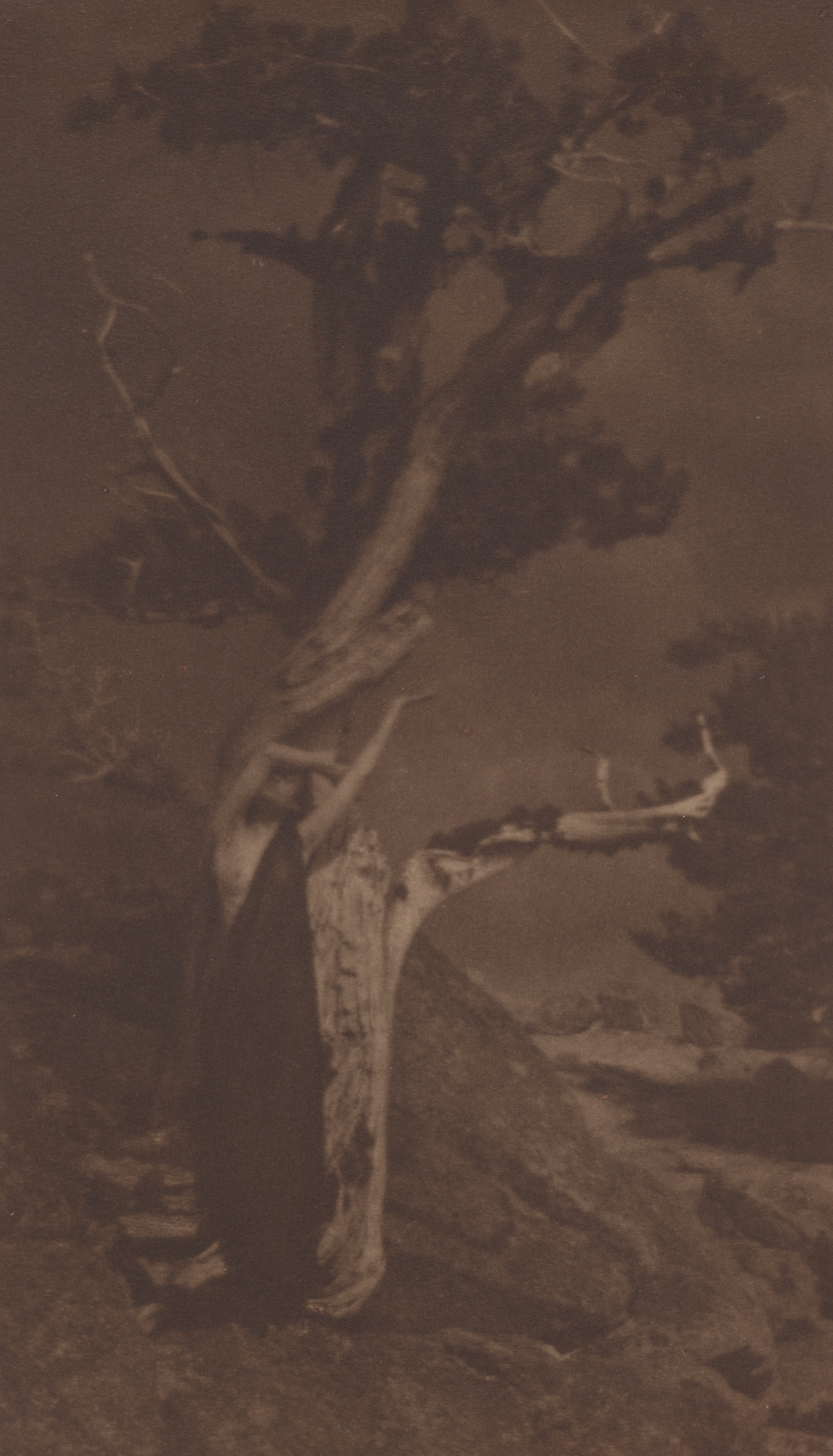 A sepia-toned scene of a tall, twisting tree and in front of it, a subtly distinct figure, partially robed, with arms reaching skywards, mimicking the tree’s gnarled branches. 