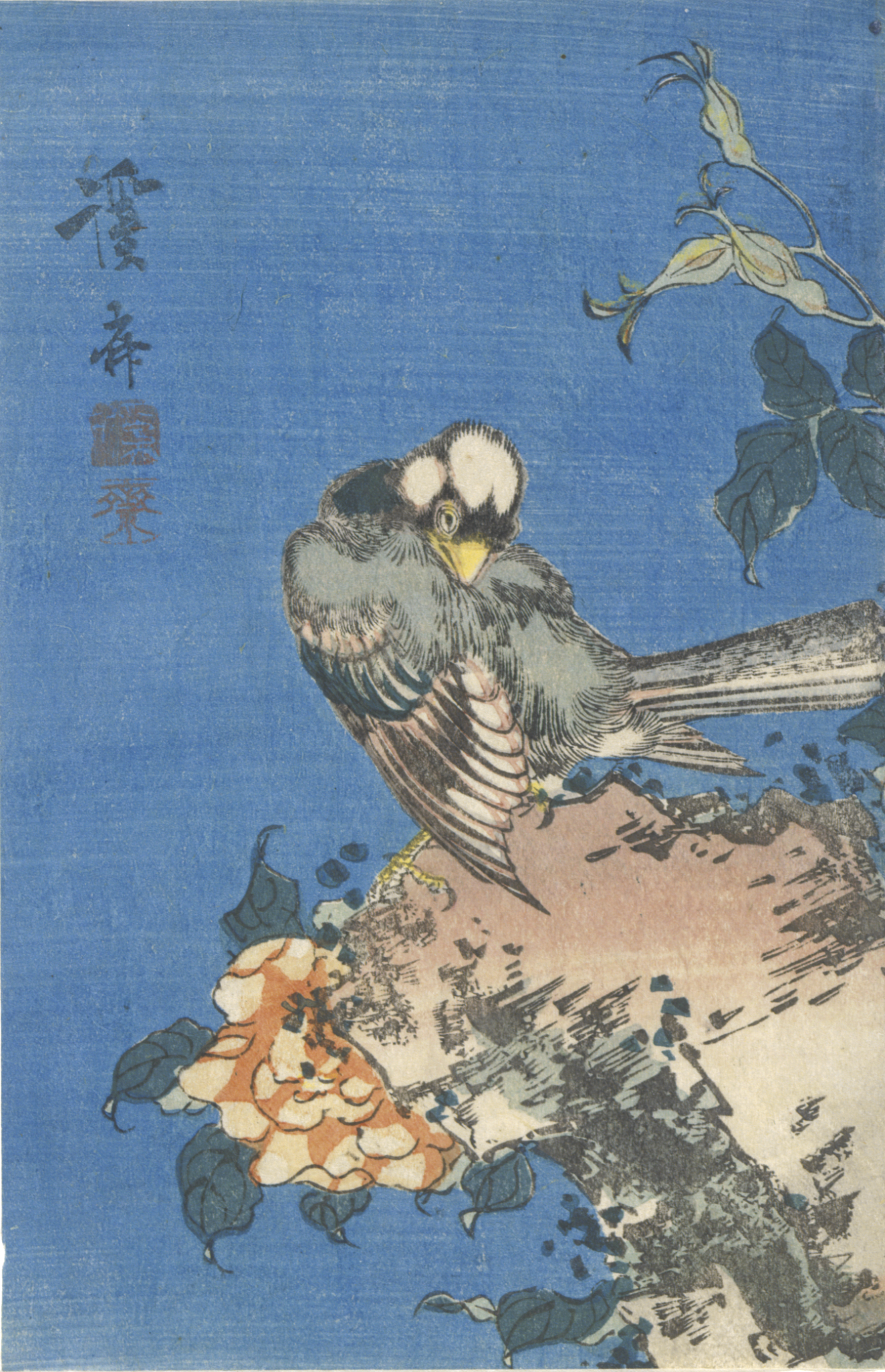 A small bird with grey and white plumage preening its wings on a rocky ledge framed by curling leaves and an orange rose against a blue background.