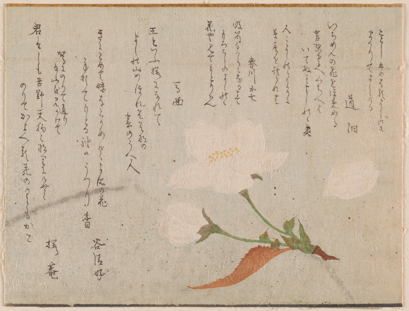 Delicate illustration of a sprig of white flowers with green and brown leaves, below vertical calligraphy.