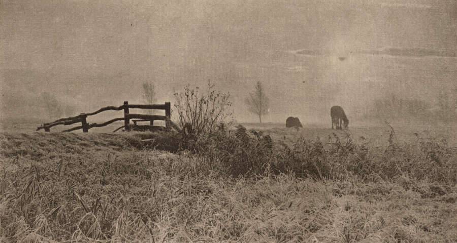 A black and white image of a hazy, bleak landscape, with a broken down fence in an overgrown field and animals grazing in the background.