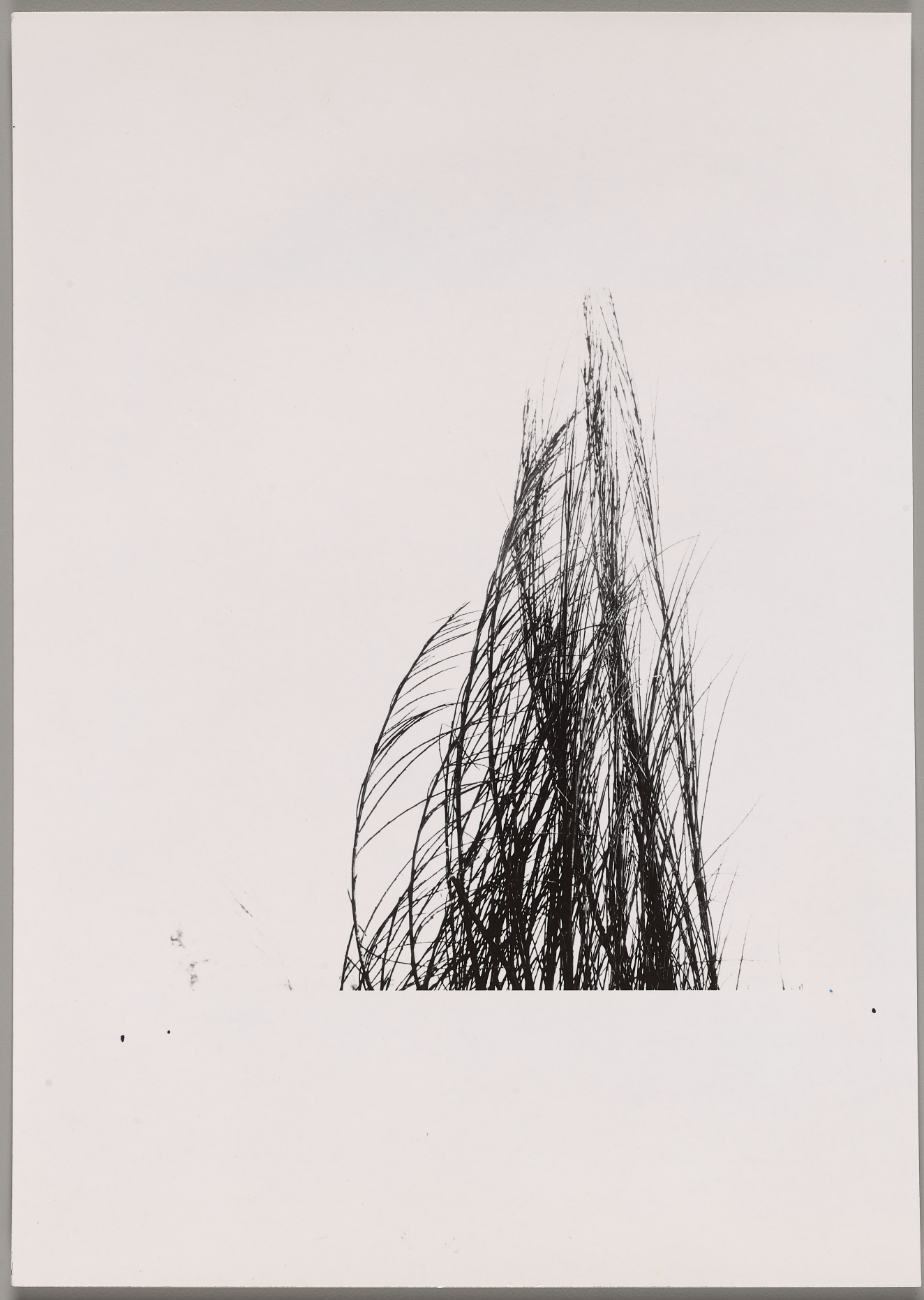 A dense cluster of black, windswept grass-like blades rising against a stark white background.
