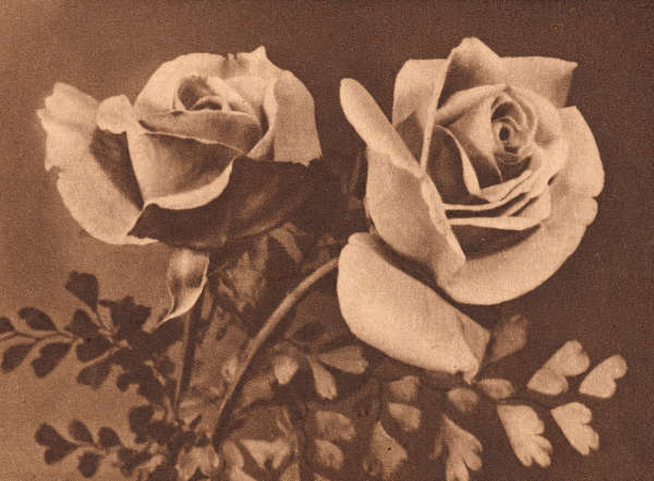 Black and white image of two roses, surrounded by soft foliage.