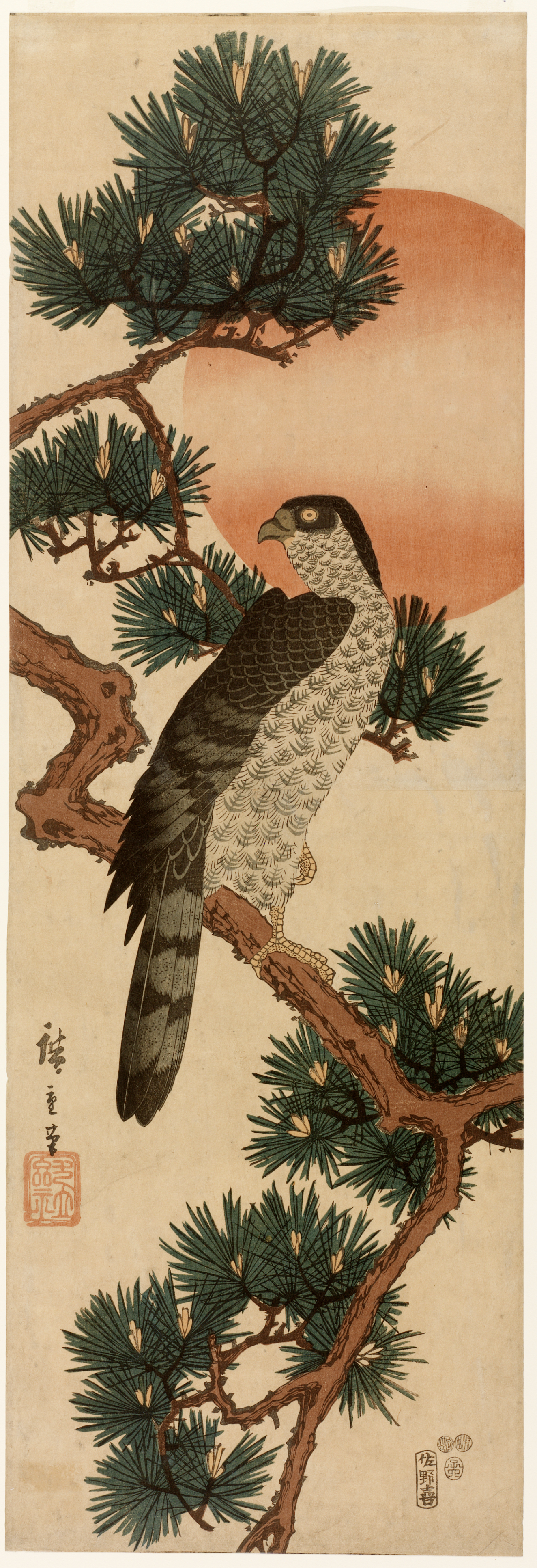 A brown and white-feathered hawk perched on a pine branch among clusters of dark green needles while a glowing red sun frames its head.