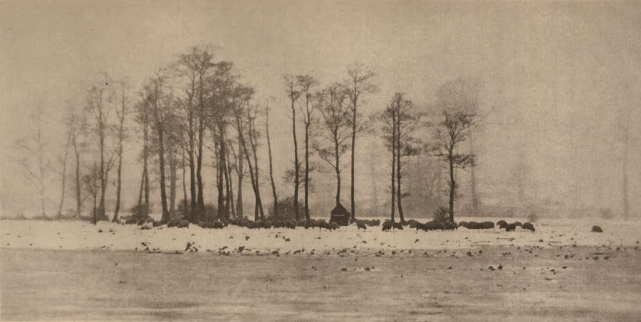 A black and white image depicting a cluster of  bare trees in the center of a snowy island.