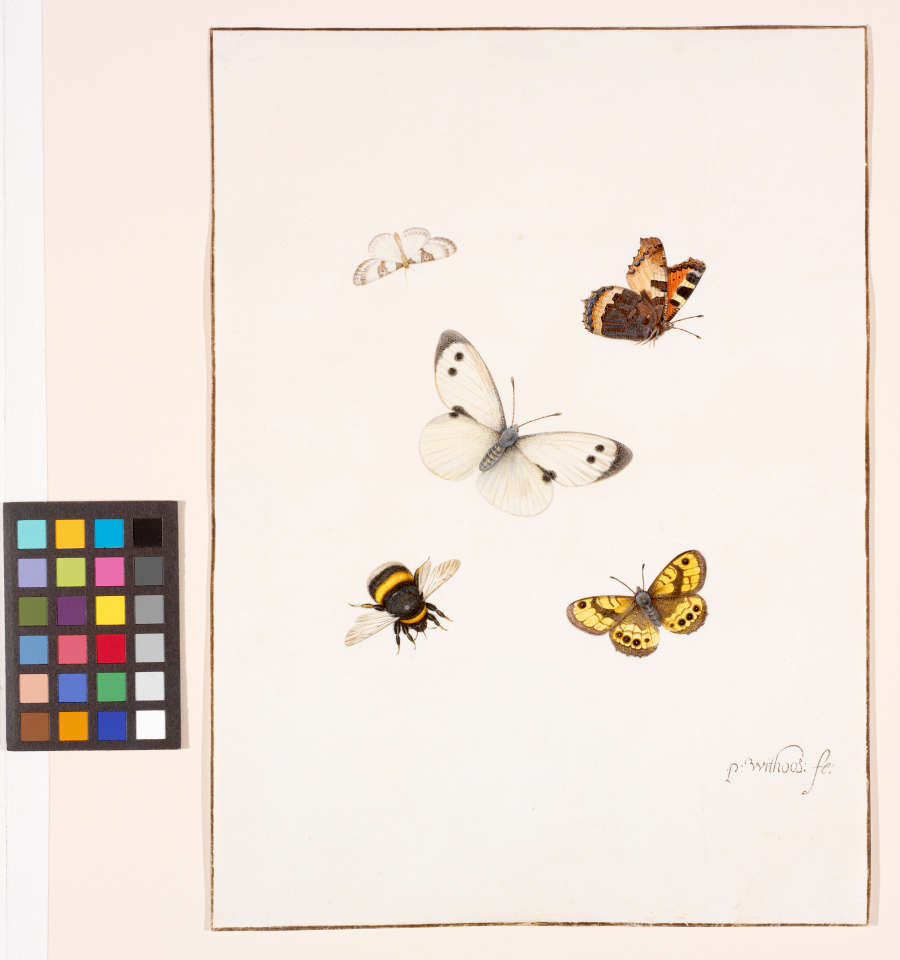 A detailed watercolor study of four butterflies and a bumblebee. The insects are different colors, including: white, black, yellow, orange and brown. They are arranged neatly across a white sheet.
