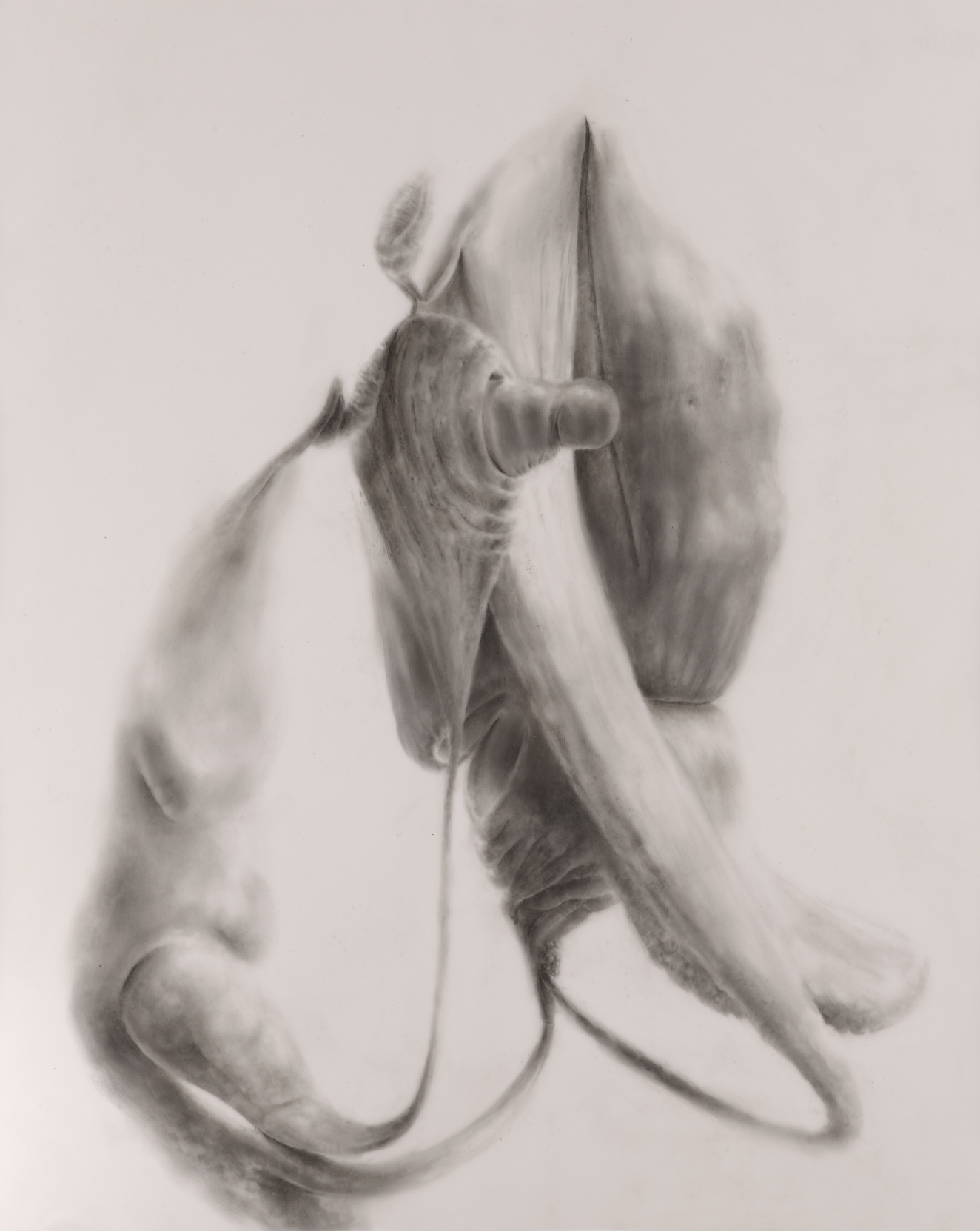A monochromatic drawing of an ambiguous subject. The work is abstract but the forms appear biomorphic. The edges are softly rendered.