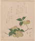 Delicate illustration of a branch of pale plums and green leaves below columns of calligraphy.