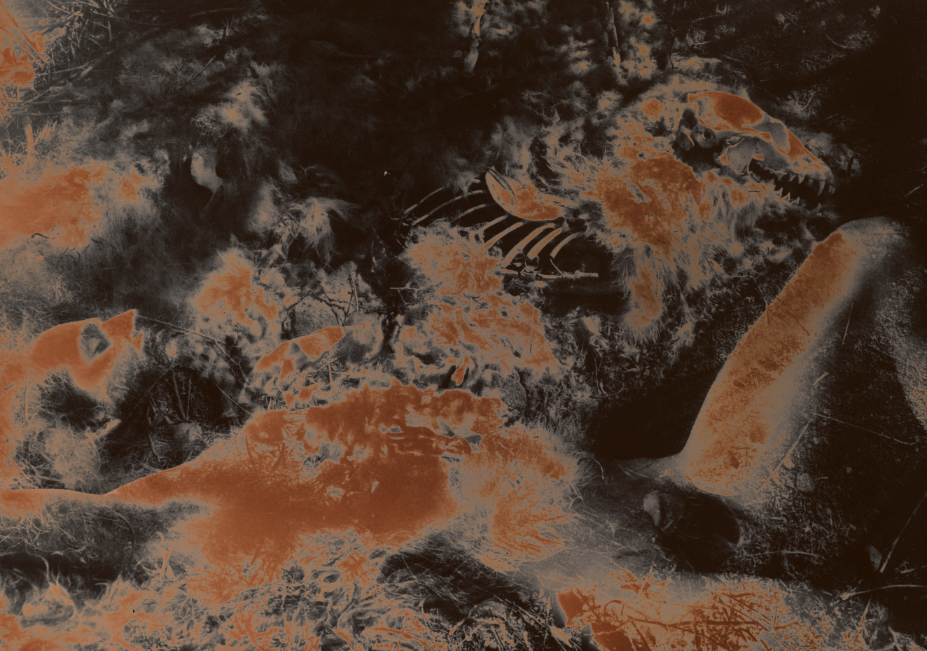 Abstracted vivid rust-toned skeletal-like components resembling a face and ribcage emerge from a dark, organic, textured background. 