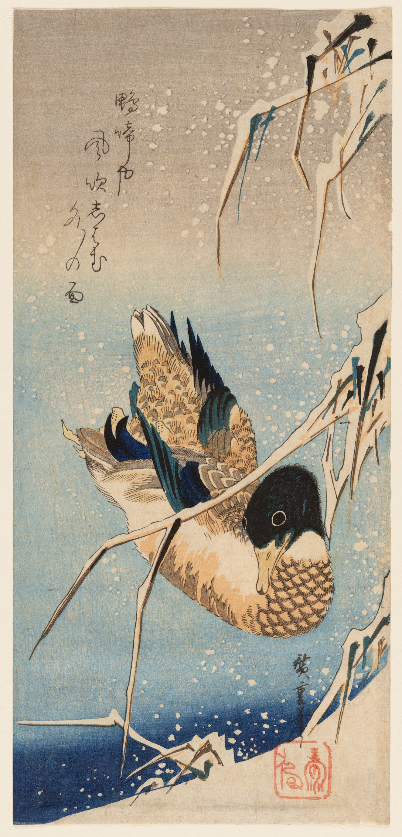 A duck with a black head and yellow plumage floats on deep blue water under frozen, bending branches in the snow.