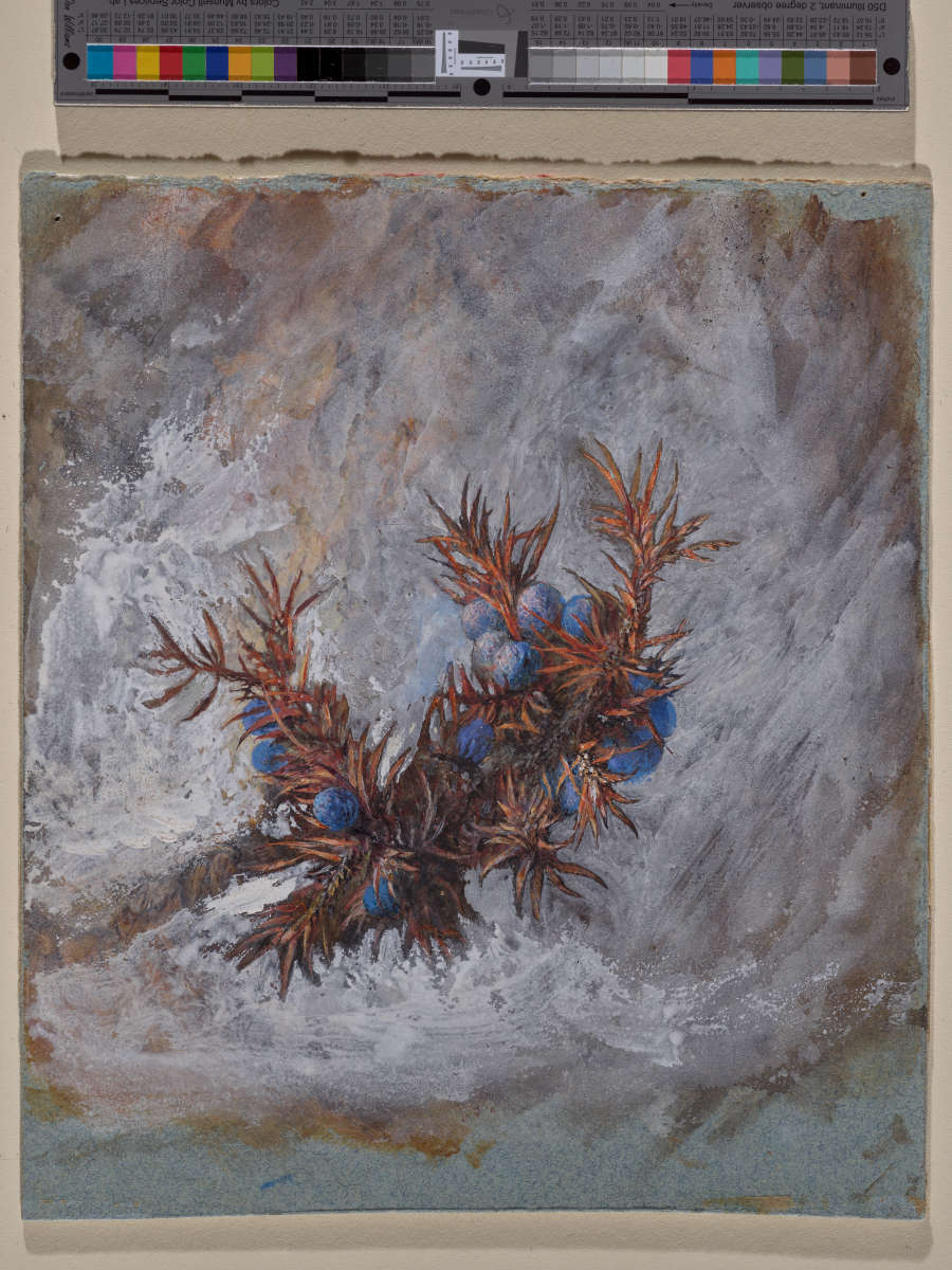 A finely detailed watercolor study of blue juniper berries and orange leaves. The spray sits in the middle of white background with vigorous brushstroke marks visible.