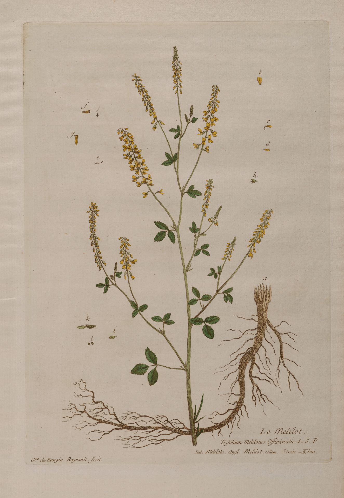 A botanical illustration of a slender green-stemmed plant with clustered yellow flowers, small delicate leaves, seed structures, and an exposed, twisting root system. 