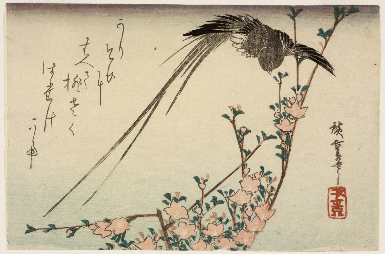 Spring Blossoms | RISD Museum