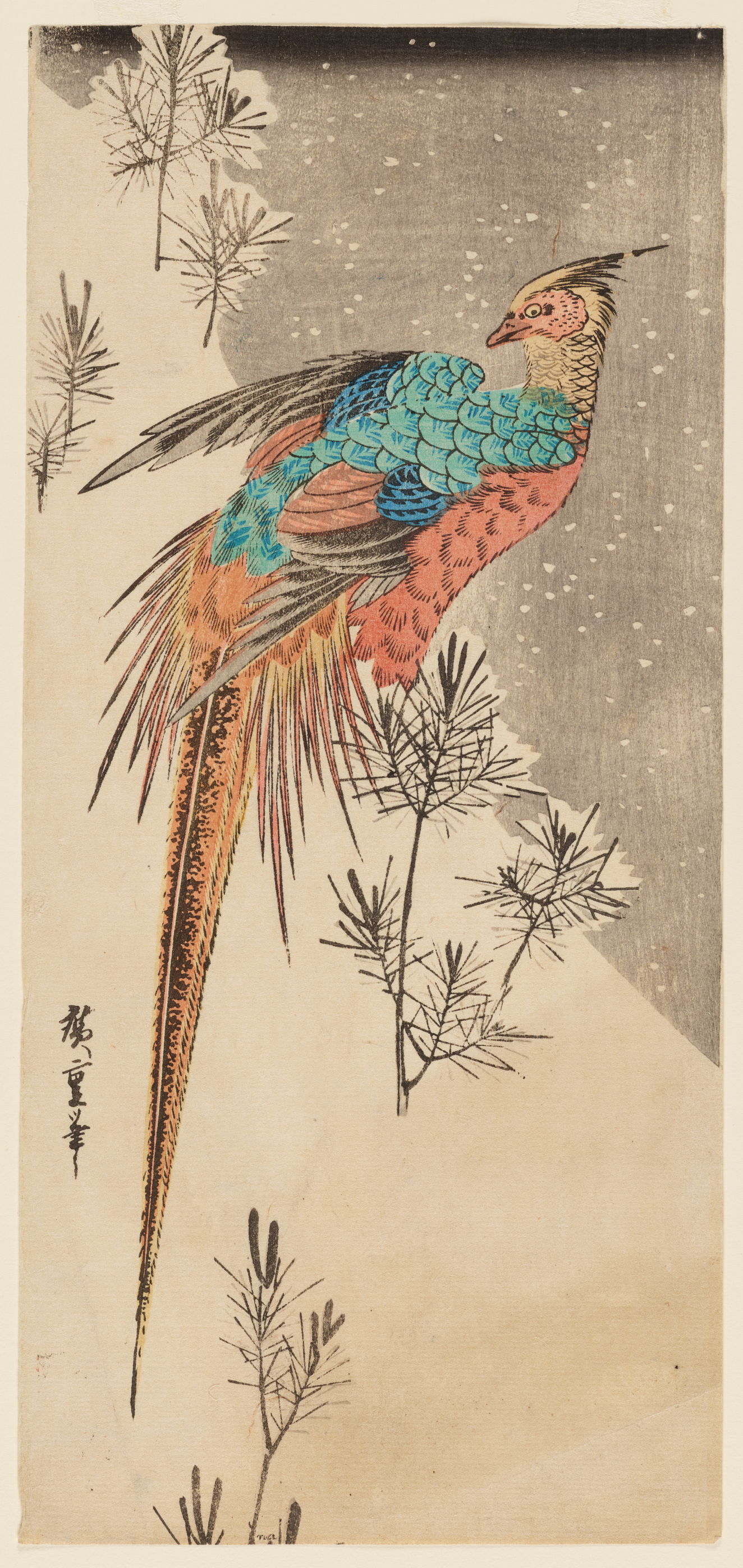 A colorful bird with long tail feathers, perched on a snow-covered slope among small pine branches against a gray sky.