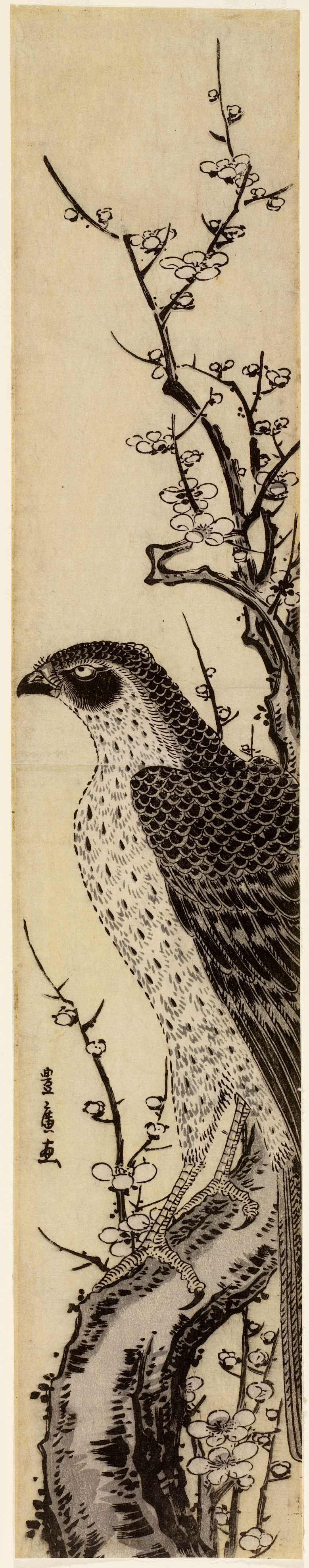A hawk perched on a gnarled branch blooming sparsely with twigs of small, white plum blossoms, set against a beige background.